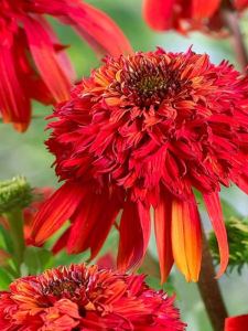 Jeżówka purpurowa 'Hot Papaya' - Echinacea purpurea  'Hot Papaya'