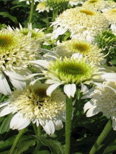 White dubel delight.png