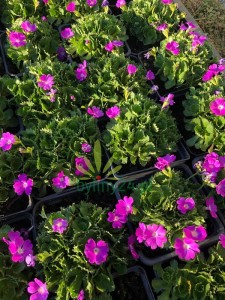 Pierwiosnek maleńki   -  Primula minima