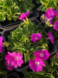 Pierwiosnek maleńki   -  Primula minima