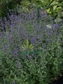 Kocimiętka faassena 'Six Hills Giant'  -   Nepeta faassenii 'Six Hills Giant'