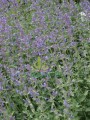 Kocimiętka faassena 'Six Hills Giant'  -   Nepeta faassenii 'Six Hills Giant'