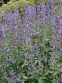 Kocimiętka faassena 'Six Hills Giant'  -   Nepeta faassenii 'Six Hills Giant'