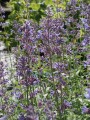 Kocimiętka faassena 'Six Hills Giant'  -   Nepeta faassenii 'Six Hills Giant'