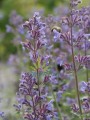 Kocimiętka faassena 'Six Hills Giant'  -   Nepeta faassenii 'Six Hills Giant'