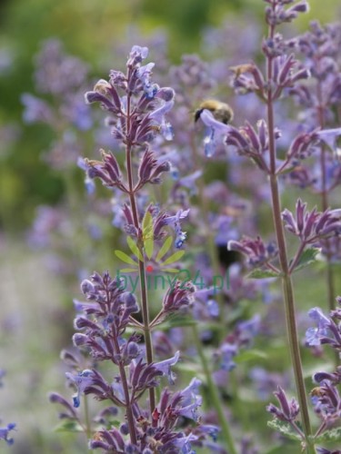 Kocimiętka faassena 'Six Hills Giant'  -   Nepeta faassenii 'Six Hills Giant'