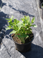 Kocimiętka mandżurska 'Manchu Blue' - Nepeta manchuriensis 'Manchu Blue' (id: 718)