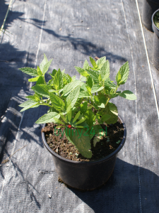 Kocimiętka mandżurska 'Manchu Blue' - Nepeta manchuriensis 'Manchu Blue' (id: 718)