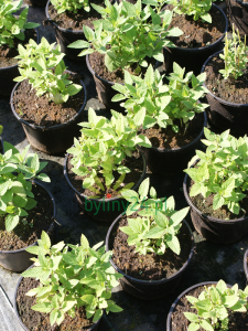 Kocimiętka Manchu Blue