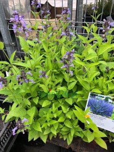 Kocimiętka Manchu Blue