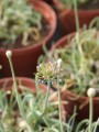 DSC04385.JPG