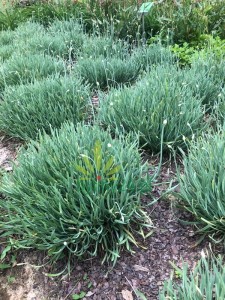 Czosnek sinawy "Spirale"  -  Allium senescens ''Spirale''