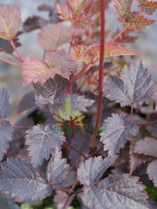 DSC04340.JPG