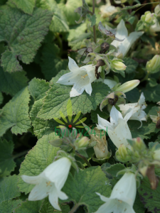 Dzwonek czosnaczkowaty 'Snow Dune' -  Campanula Alliariifolia 'Snow Dune'