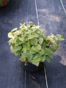 Dzwonek czosnaczkowaty 'Snow Dune' -  Campanula Alliariifolia 'Snow Dune'