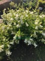 Dzwonek czosnaczkowaty 'Snow Dune' -  Campanula Alliariifolia 'Snow Dune'