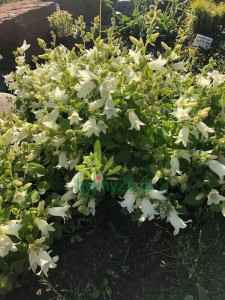 Dzwonek czosnaczkowaty 'Snow Dune' -  Campanula Alliariifolia 'Snow Dune'