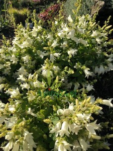 WhatsApp Image 2022-07-19 at 19.37.35 (20).jpeg