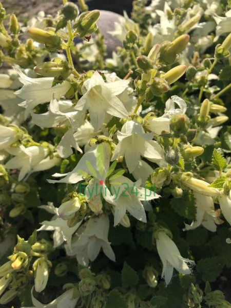 Dzwonek czosnaczkowaty 'Snow Dune' - Campanula Alliariifolia 'Snow Dune'