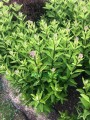 Sadziec plamisty 'Red Dwarf'  -  Eupatorium maculatum 'Red Dwarf'