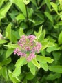 Sadziec plamisty 'Red Dwarf'  -  Eupatorium maculatum 'Red Dwarf'