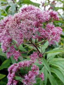 Sadziec plamisty 'Red Dwarf'  -  Eupatorium maculatum 'Red Dwarf'