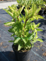 Sadziec plamisty 'Red Dwarf'  -  Eupatorium maculatum 'Red Dwarf'