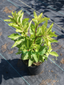 Sadziec plamisty 'Red Dwarf'  -  Eupatorium maculatum 'Red Dwarf'