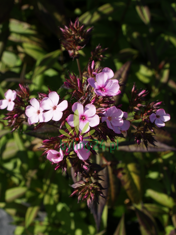 Floks wiechowaty ''Chocolate''   -  Phlox paniculata ''Chocolate''