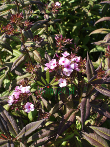 Floks wiechowaty ''Chocolate''   -  Phlox paniculata ''Chocolate''