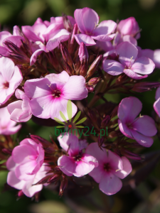 Floks wiechowaty ''Chocolate''   -  Phlox paniculata ''Chocolate''