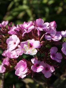 Floks wiechowaty ''Chocolate''   -  Phlox paniculata ''Chocolate''