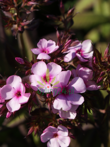 Floks wiechowaty ''Chocolate''   -  Phlox paniculata ''Chocolate''