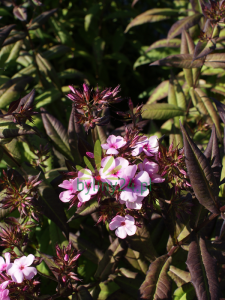 Floks wiechowaty ''Chocolate''   -  Phlox paniculata ''Chocolate''