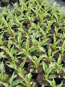 Jeżówka Cara Mia Yellow - Echinacea Cara Mia Yellow