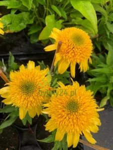 Jeżówka Cara Mia Yellow - Echinacea Cara Mia Yellow