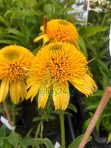 Jeżówka Cara Mia Yellow - Echinacea Cara Mia Yellow