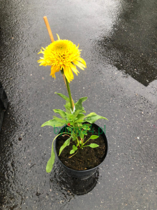 Jeżówka Cara Mia Yellow - Echinacea Cara Mia Yellow