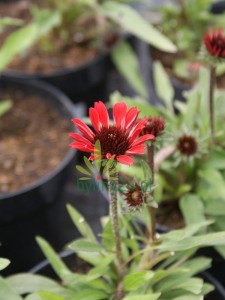 Jeżówka 'Prima Ruby' - Echinacea  ' Prima Ruby'