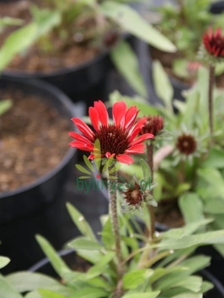 Jeżówka Prima Ruby - Echinacea Prima Ruby