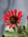 Jeżówka Prima Ruby - Echinacea Prima Ruby