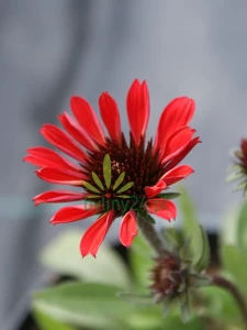Jeżówka Prima Ruby - Echinacea Prima Ruby