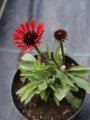 Jeżówka Prima Ruby - Echinacea Prima Ruby