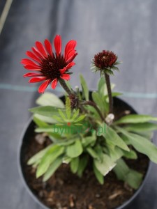 Jeżówka Prima Ruby - Echinacea Prima Ruby