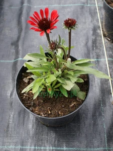 Jeżówka Prima Ruby - Echinacea Prima Ruby