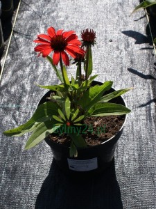 Jeżówka Prima Ruby - Echinacea Prima Ruby