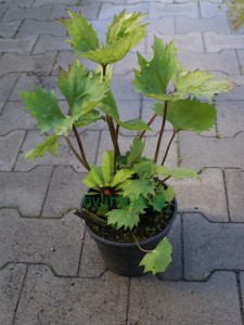 Języczka wąskogłówkowa ' Little Rocket'  -  Ligularia stenocephala ' Little Rocket '