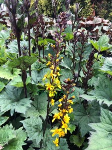 Języczka wąskogłówkowa ' Little Rocket'  -  Ligularia stenocephala ' Little Rocket '