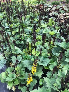 Języczka wąskogłówkowa ' Little Rocket'  -  Ligularia stenocephala ' Little Rocket '