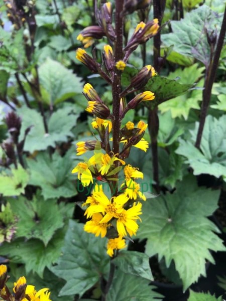 Języczka wąskogłówkowa ' Little Rocket'  -  Ligularia stenocephala ' Little Rocket '